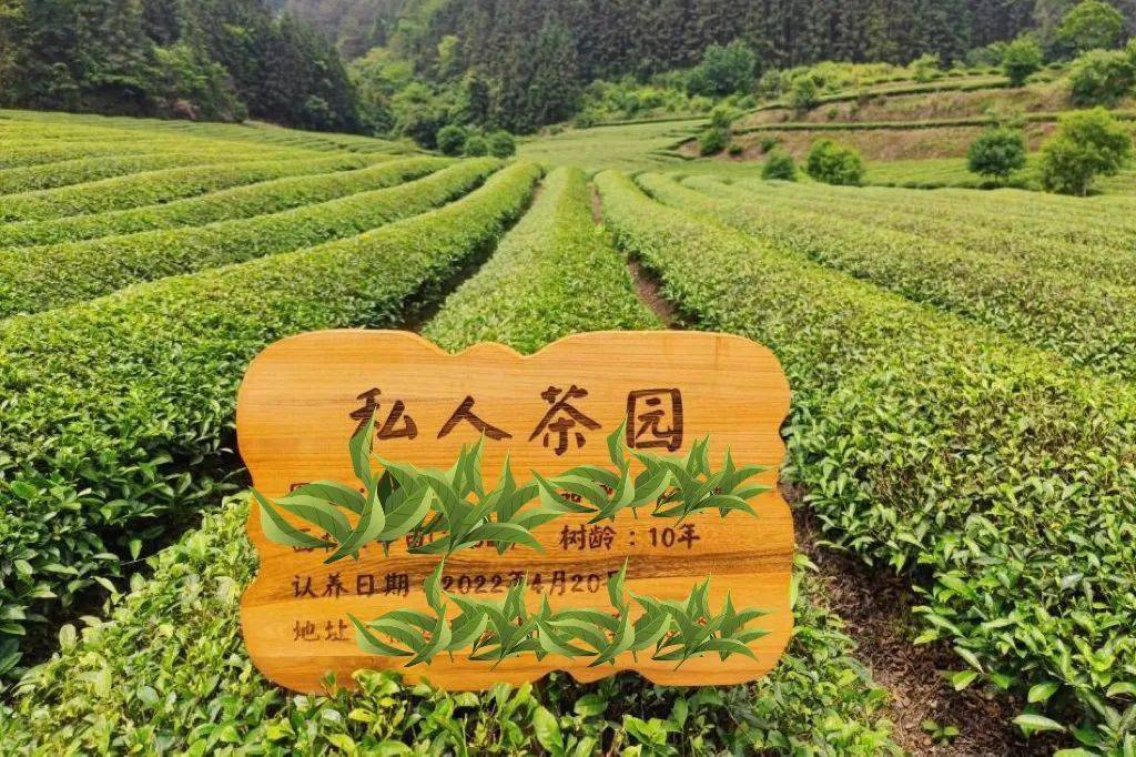 茶叶企业定制_茶叶定制化服务是什么_茶叶定制化服务