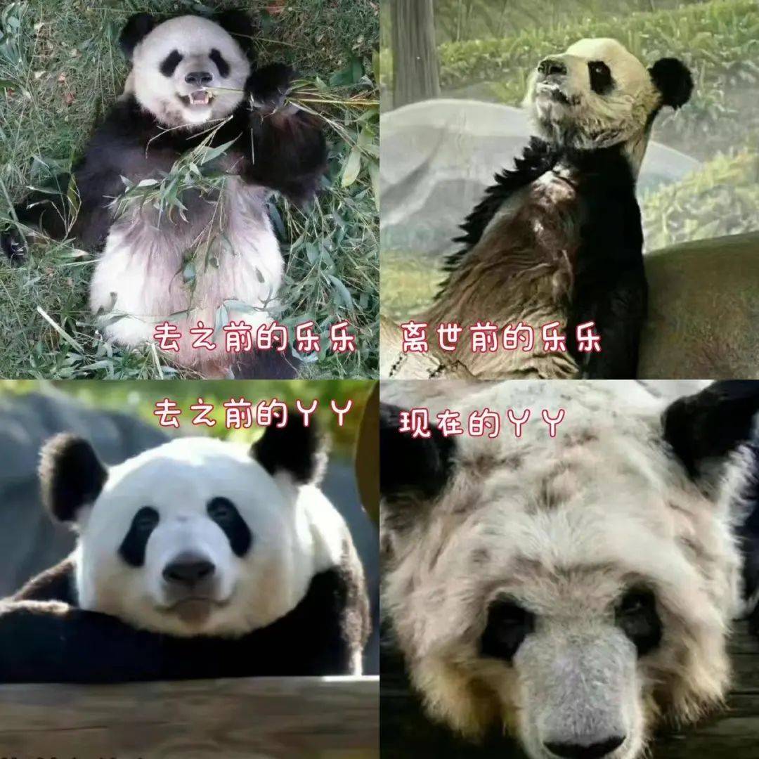 “丫丫”近况持续引发关注,网友突击检查全世界大熊猫_动物园_上野_日本