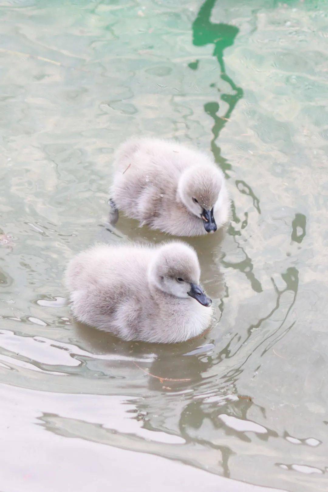 西华"鹅二代"来啦!