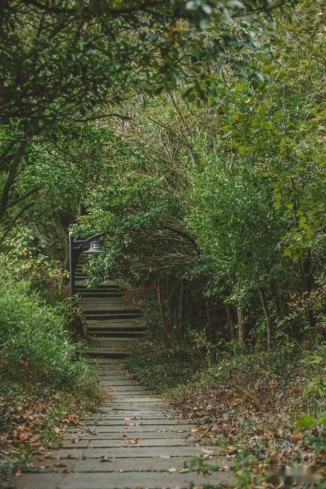 植樹節我們相約長崗山森林公園以徒步會友以植樹談心向陽而生手