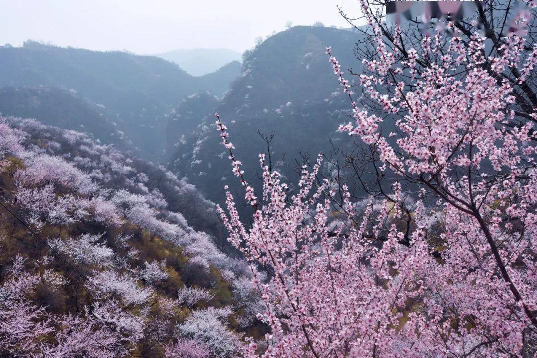 牛城花事丨 賞花踏青主題線路_九龍峽_威縣_牡丹