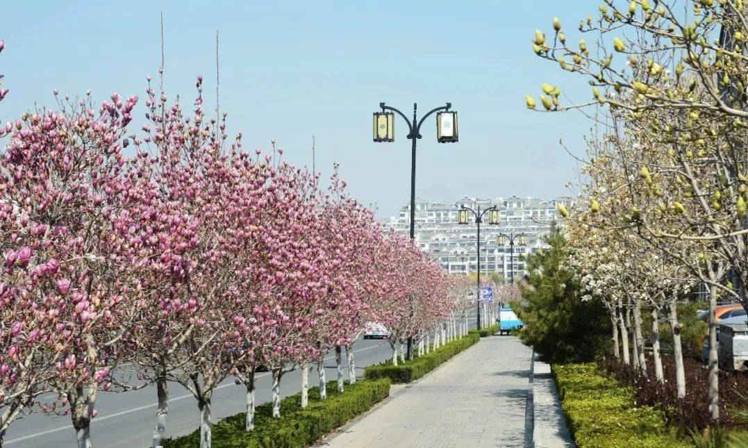 27千米,整条道路打造成玉兰特色一条街,行道树主要为红运玉兰,在重要