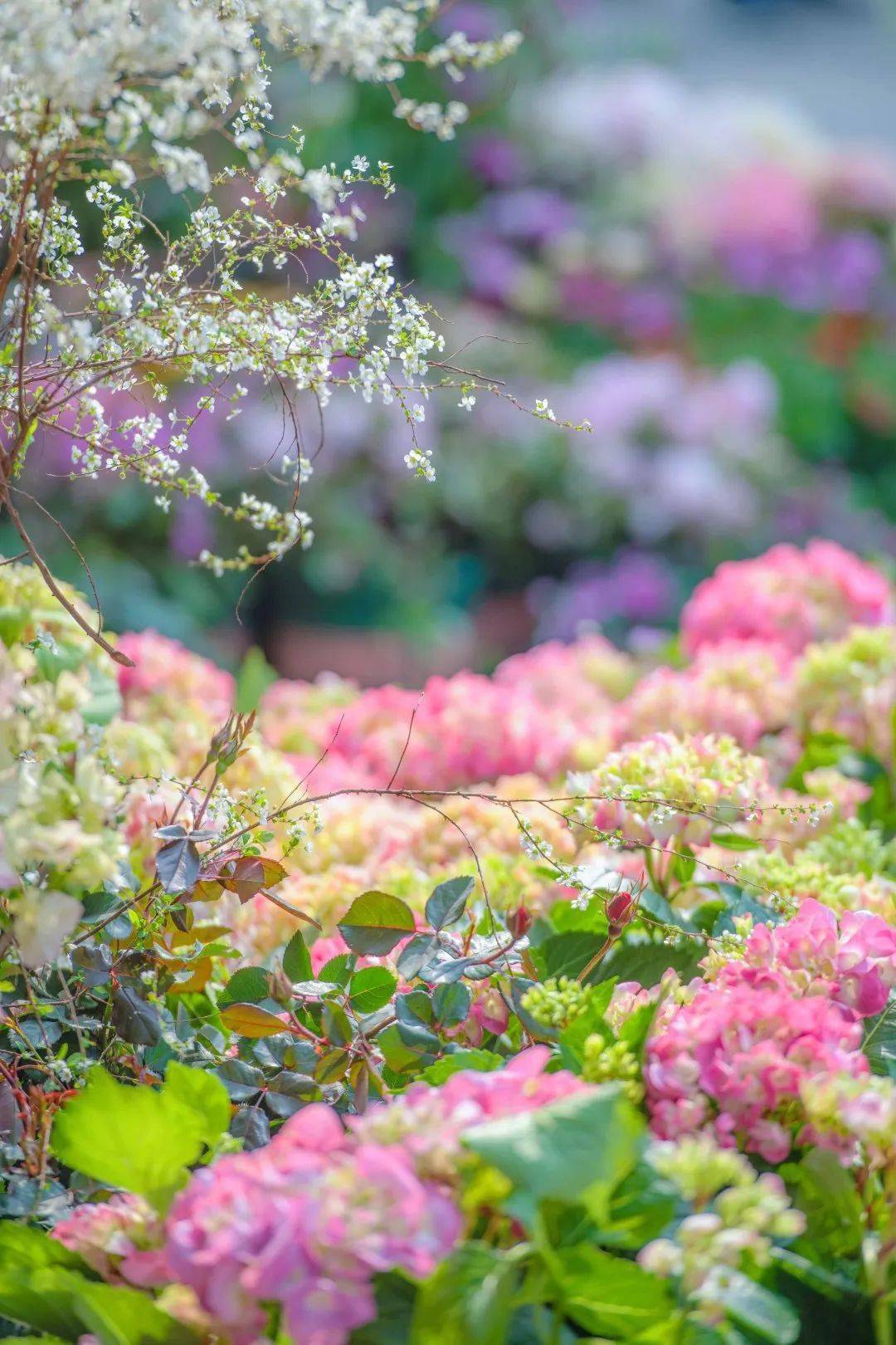 目之所及皆是百花争艳走进现实版"桃花源",独享烂漫花海全部实景拍摄!