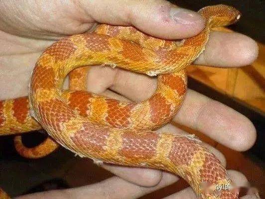 金蛇精的肚子图片