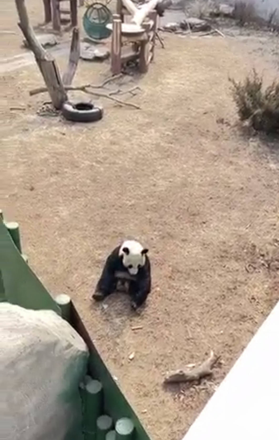 沈阳一旅客给熊猫投喂火腿肠，动物园：第一时间拿走，已加强巡查