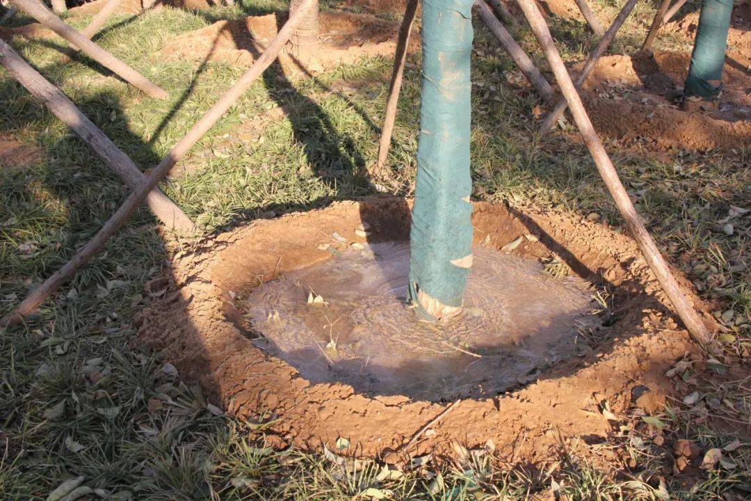 那么,浇水时又有哪些要点呢?水量多少