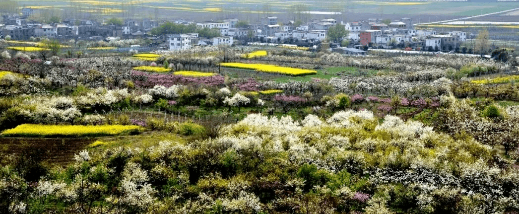 淮南西出口下——沿臥龍山路(g327)到八公山鄉郝圩村(廉頗墓附近)花期