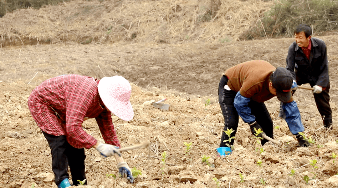 茶叶怎样种小苗