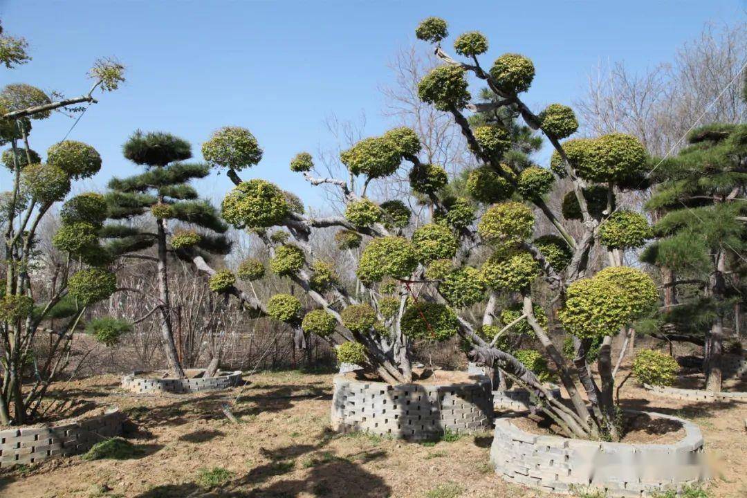 河南苗木（河南苗木求购网） 第10张