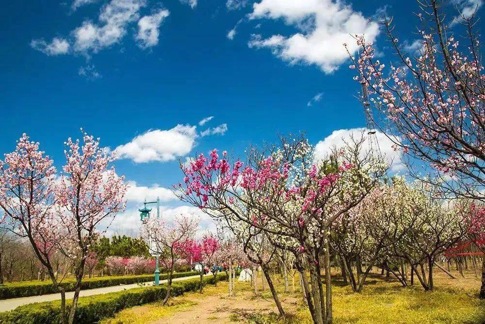 花都开了,@莱西梅花山 快来赏花吧!_信息_景区_入口