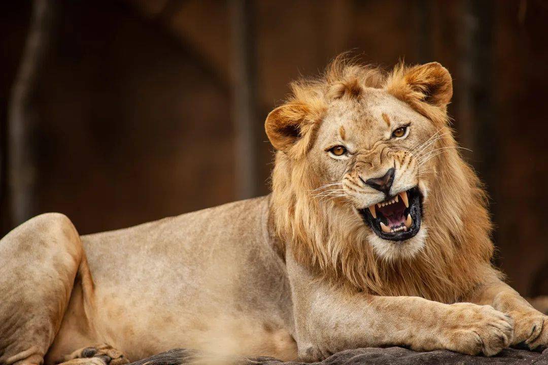 动物园2头狮子感染新冠死亡!疑和饲养员有关._两头_日本共同社_新闻