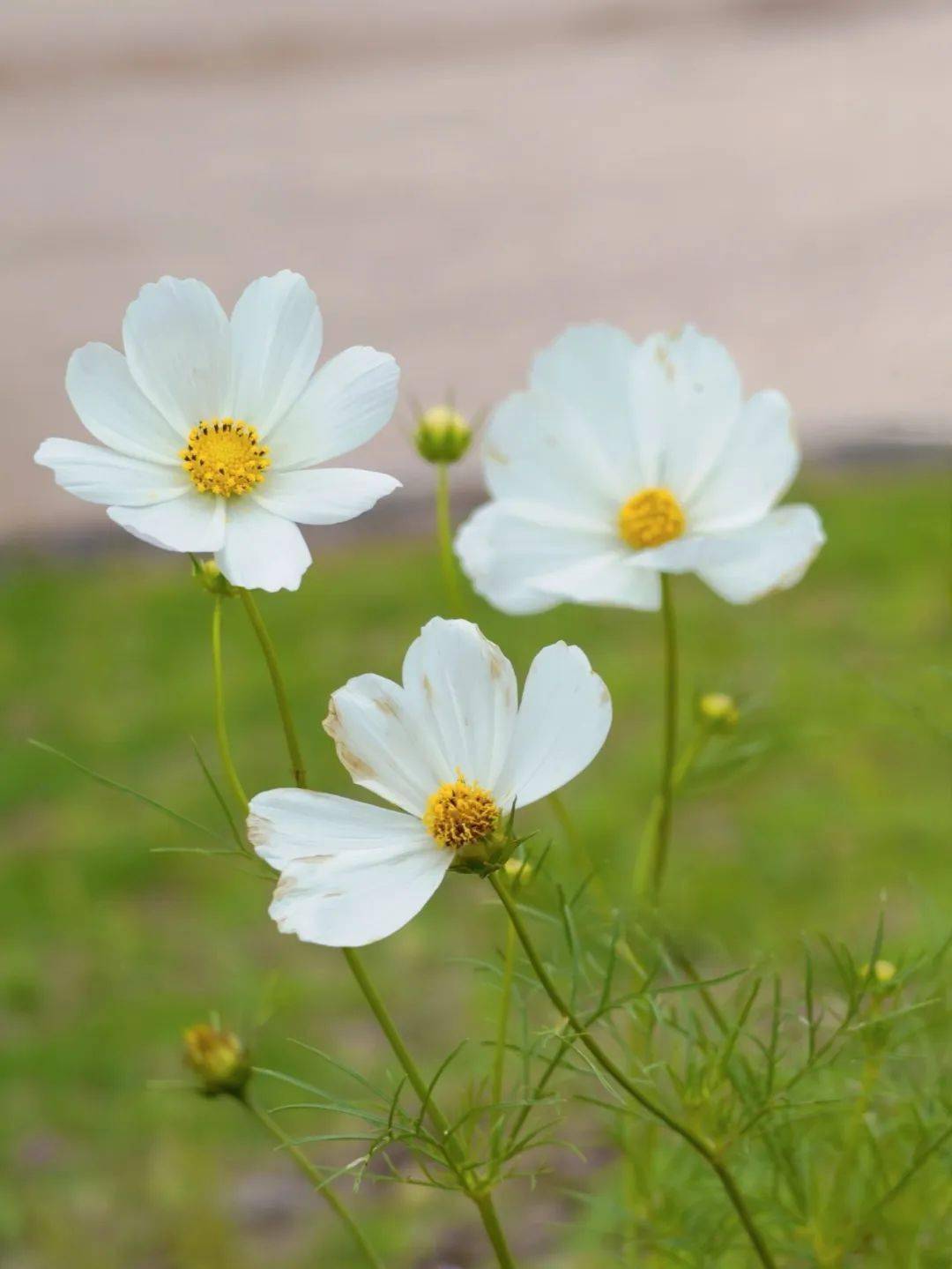 内师专属植物图鉴