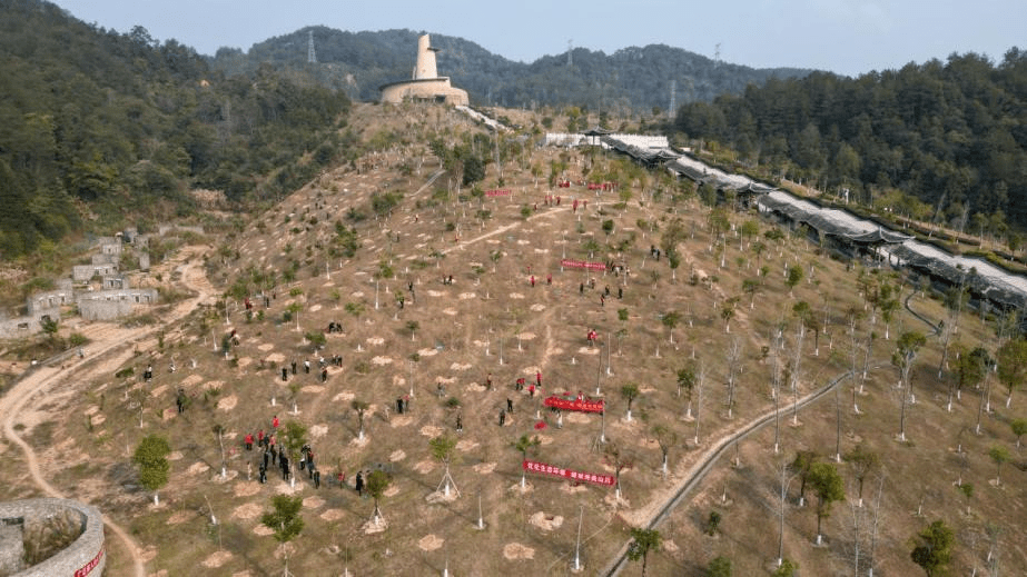 樱花树苗大概多少钱一颗呢图片大全