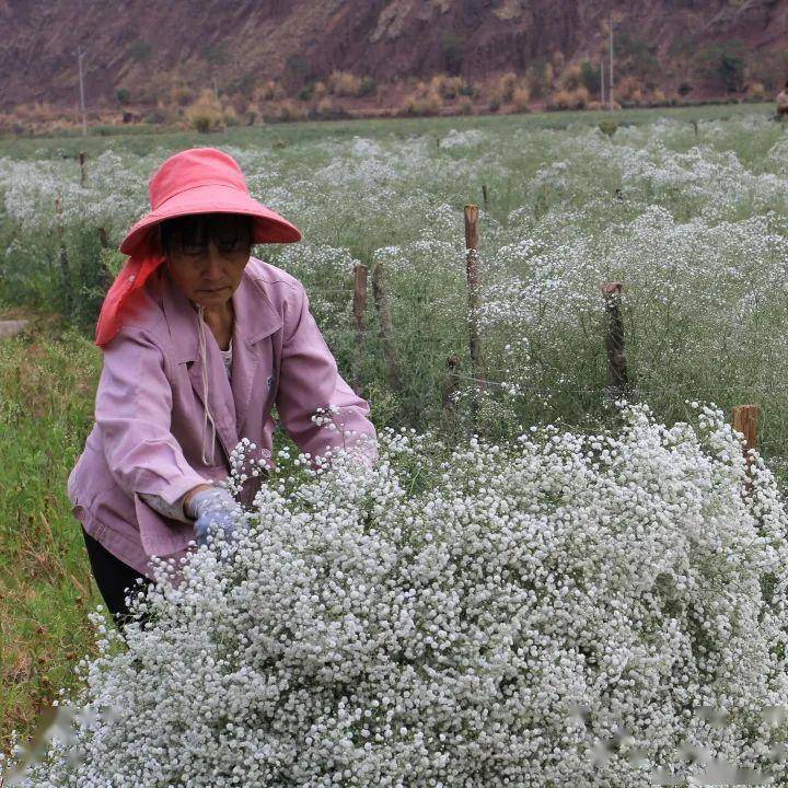 千红的花卉轮番绽放勾绘出一幅春光明媚的斑斓图景牟定海棠花(通讯员