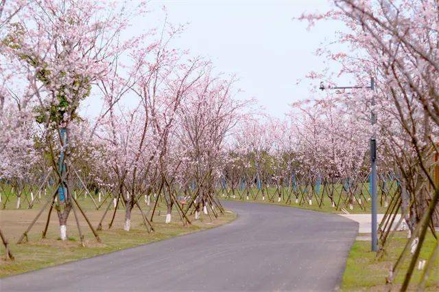 新龙生态林3月中旬到4月上旬为集中观赏期,有25000株樱花盛放.