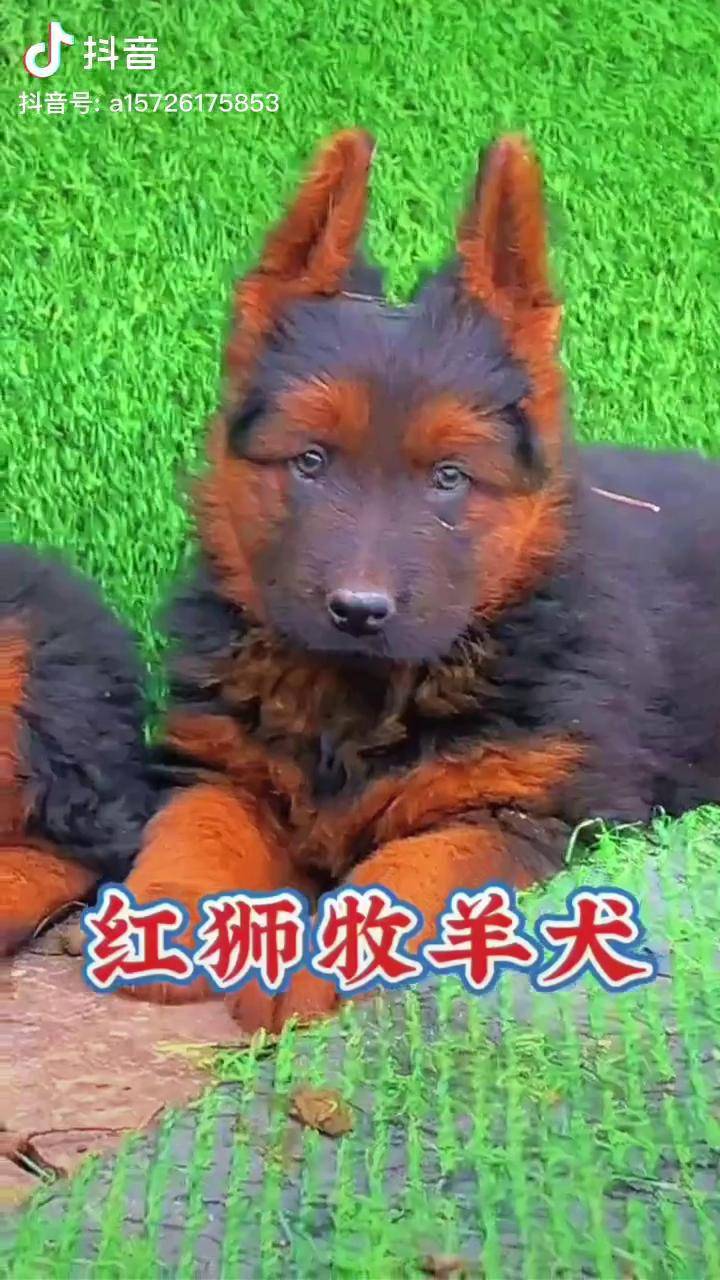 巨型美国红狮犬图片