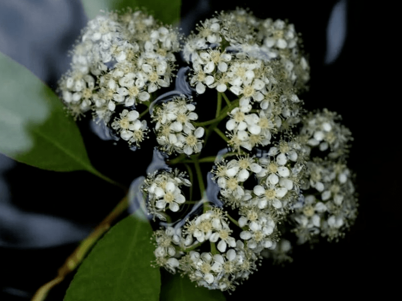 石楠花的优点远远大于它的缺点,这种树四季常绿,早春有红叶白花,夏季