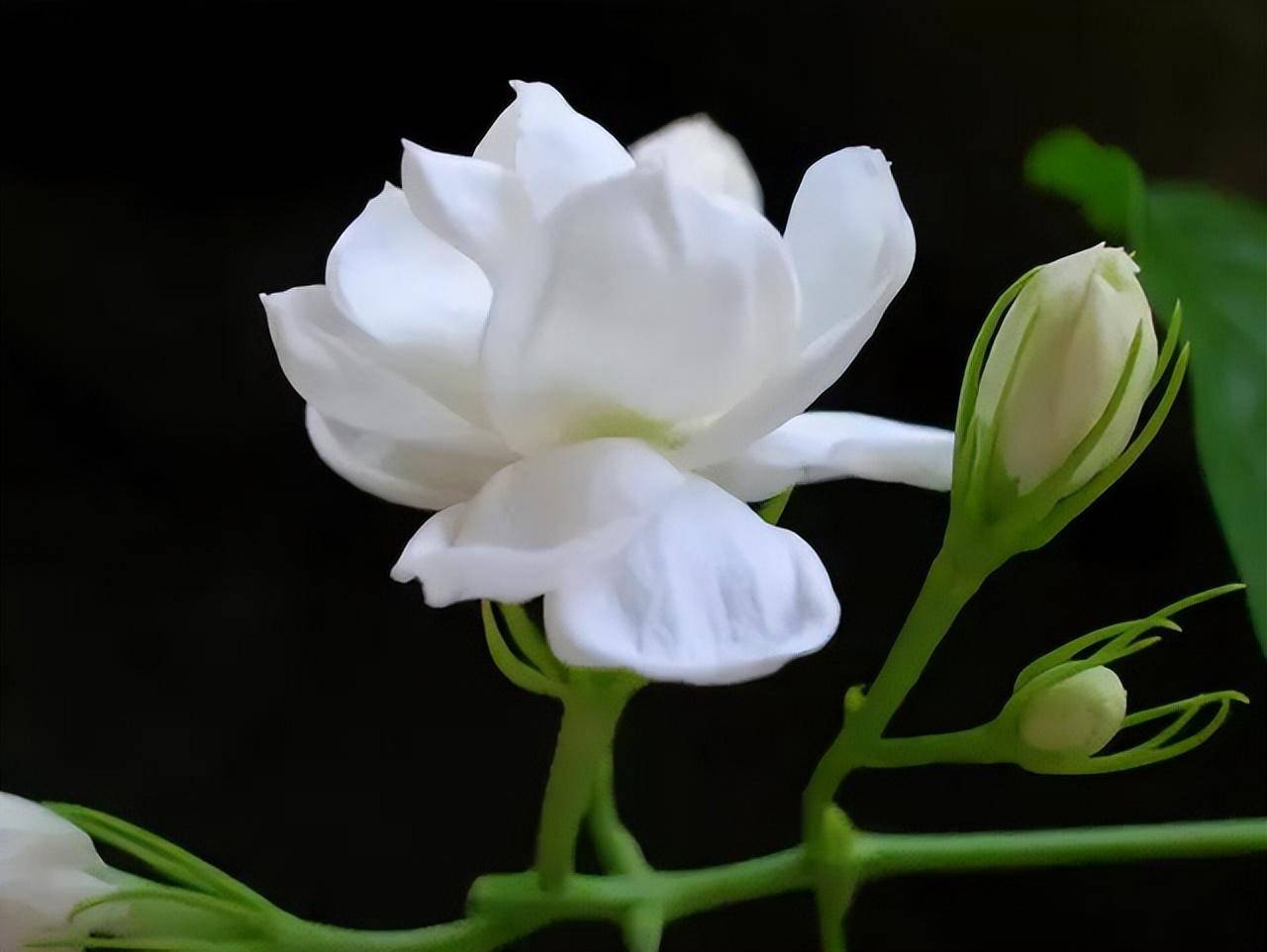 风景花朵淡雅图片