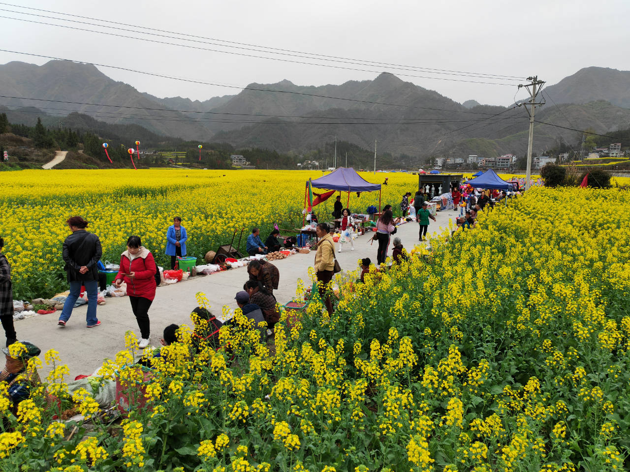 瓦屋乡油菜花"火"出圈 游客点赞美丽碧江_铜仁市_乡村旅游_大自然