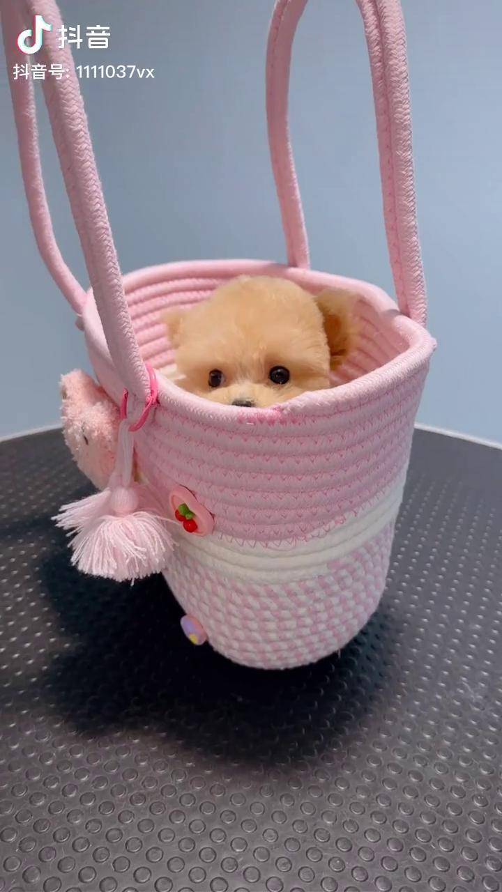 买包包送狗狗哟!泰迪 茶杯泰迪 立耳泰迪 香槟色泰迪