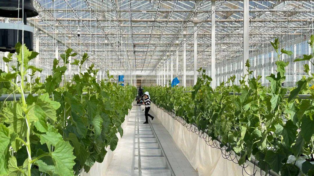 "慧"耕田畴,沃野生金!阳曲现代农业产业示范区迎来好"丰"景_智慧_园区