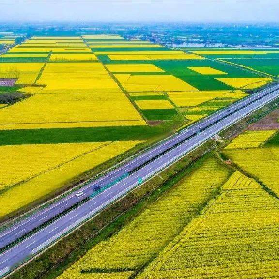 江陵:游人赏花享春光 油菜花开灿若金_马家寨乡_发展_乡村