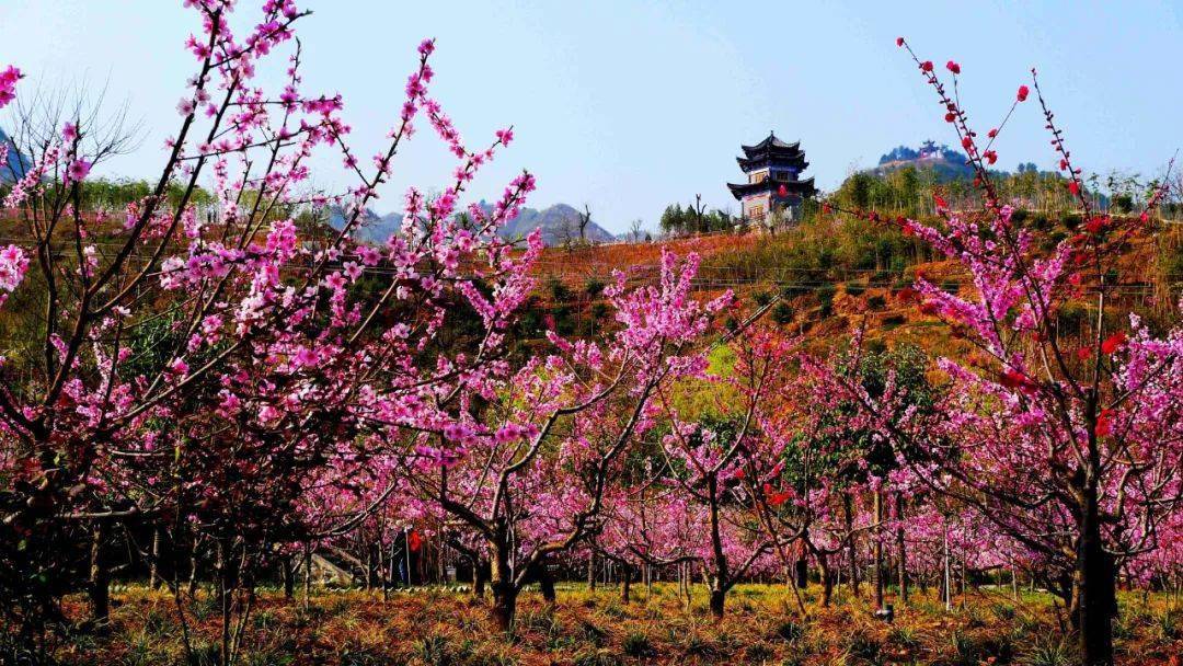 花开商洛 | 到桃花谷,带您"桃醉"整个春天~_丹凤_中国_枝头