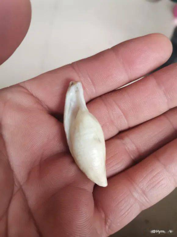 玩友_东西_鱼惊石