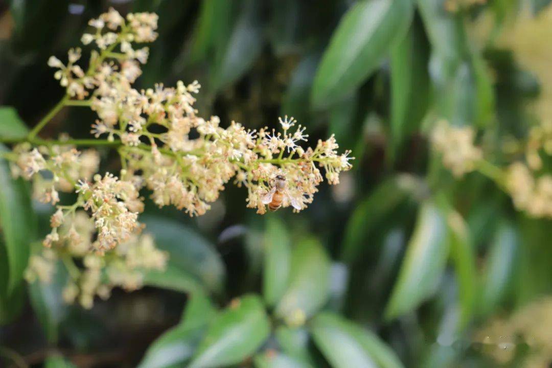 当前从化中迟熟荔枝正处于花蕾期,将逐步进入开花期.