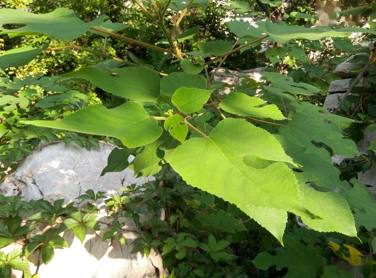 阳春三月,荠菜韭菜靠边站,它才是"野菜之王",就这几天树上有_榆钱