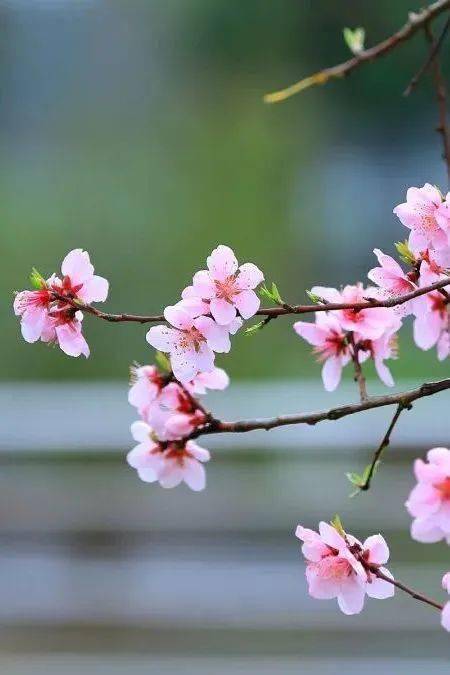 这几处桃源仙境,美出新高度!_桃花_旅游_铜川市