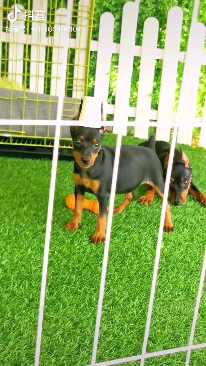 迷你杜宾犬 迷你宾莎 玩具犬之王 迷你杜宾 迷你杜宾犬 两个相差一个