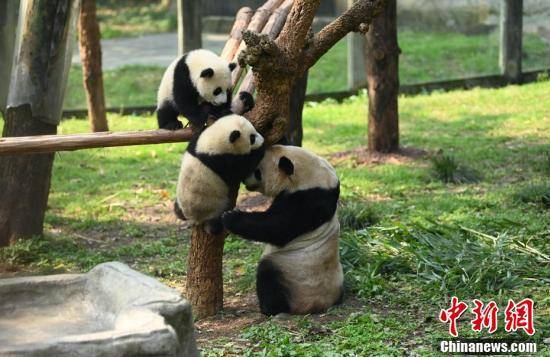 “渝可”“渝爱”！重庆龙凤胎大熊猫宝宝有了名字_陈超_双胞胎_哥哥