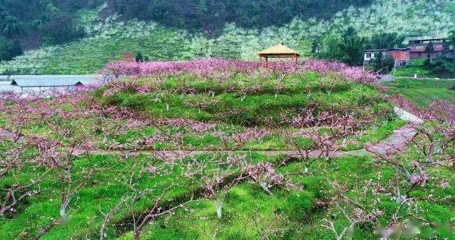 水富新寿村80余亩黄桃基地花开正艳~_种植_发展_水果