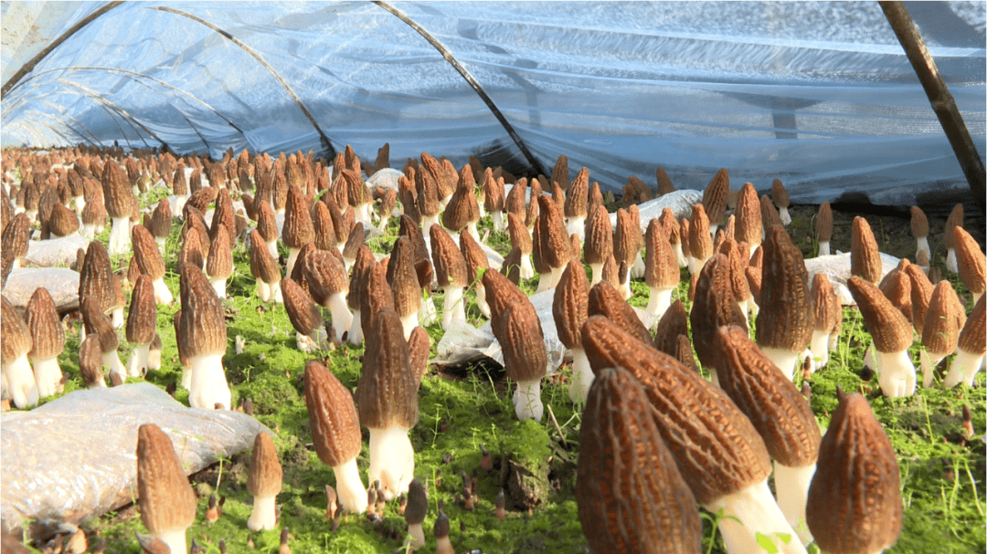 "抢鲜"上市_羊肚菌_庙村_大棚