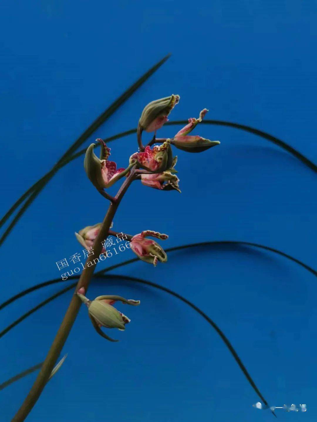 1038:蝶儿蝶儿满天飞_国香荷_蕙兰_花苞