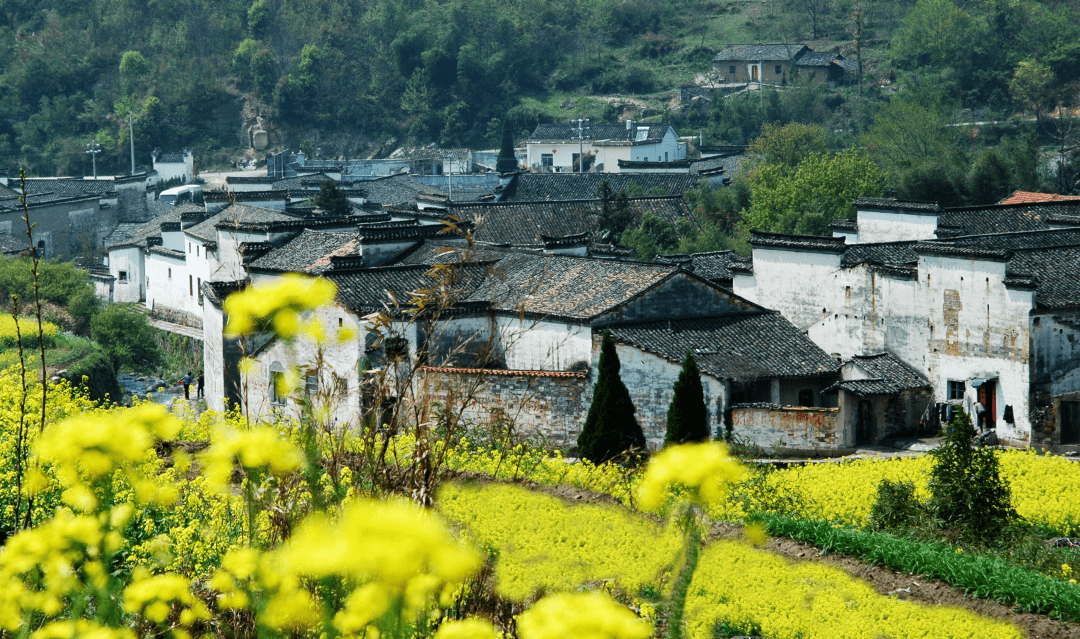 相约安徽·向春而行 | 一张图看遍古徽州油菜花!_歙县_盛花期_黄山市