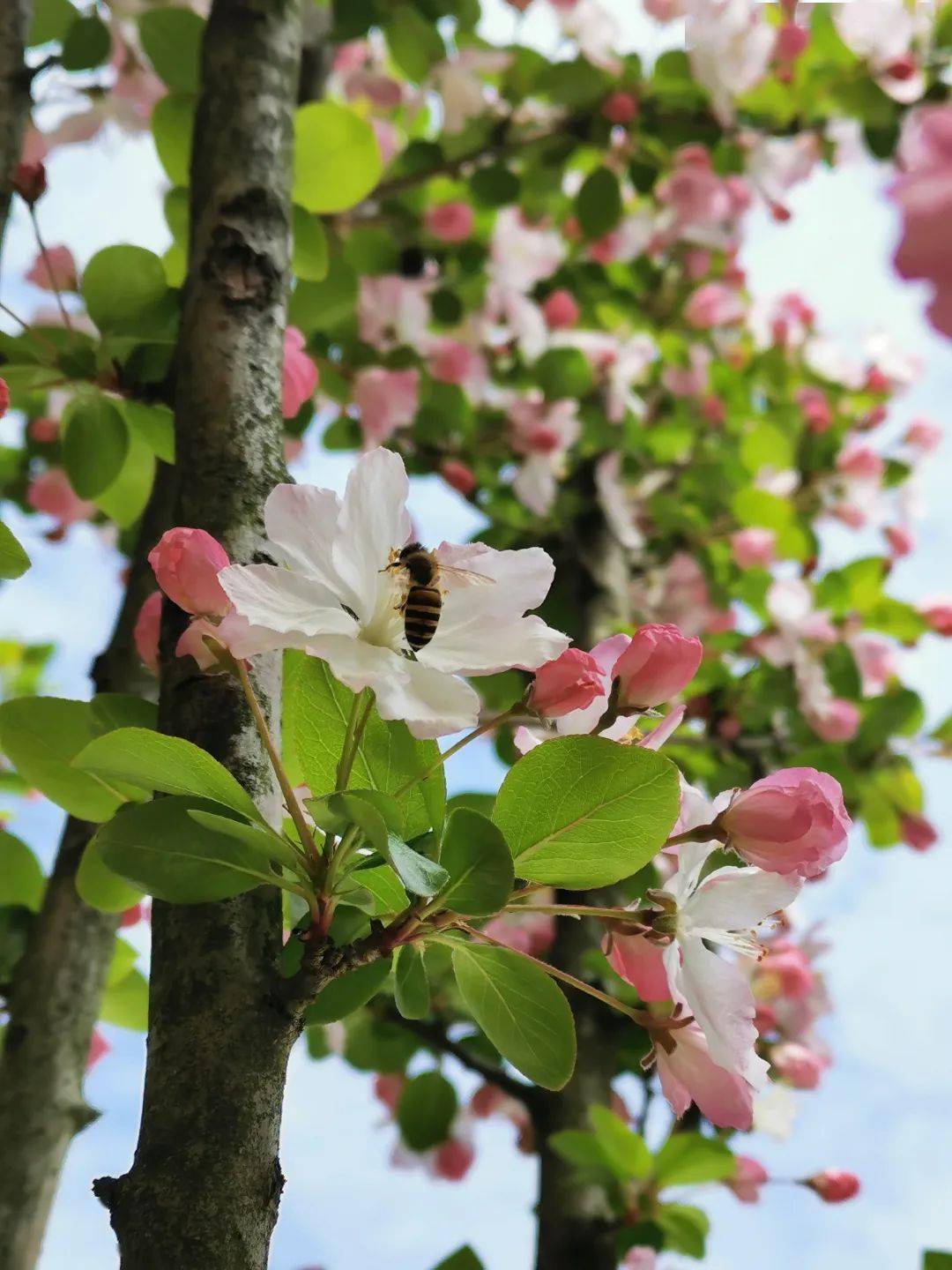 相约春天 "醉美"荆州_文化_方特_旅游