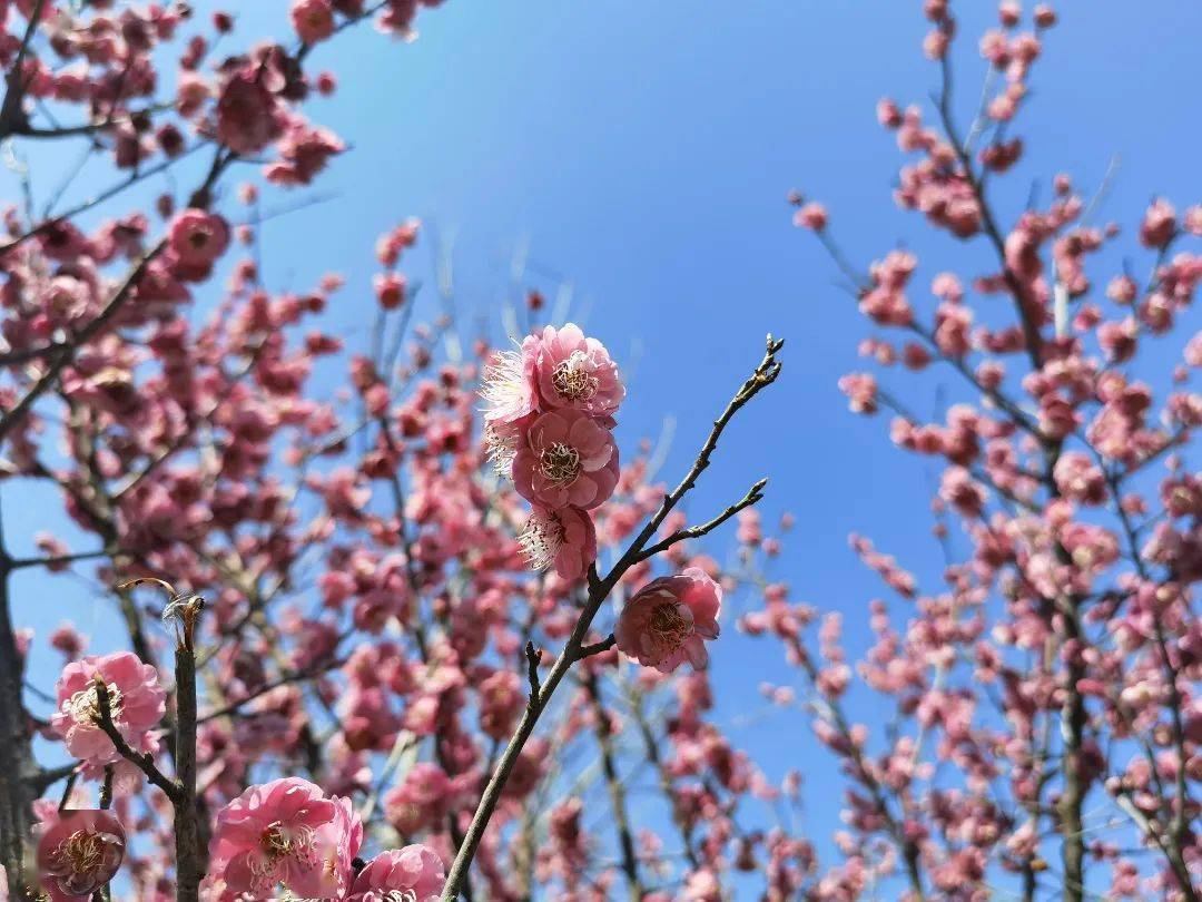 相约春天 "醉美"荆州_文化_方特_旅游