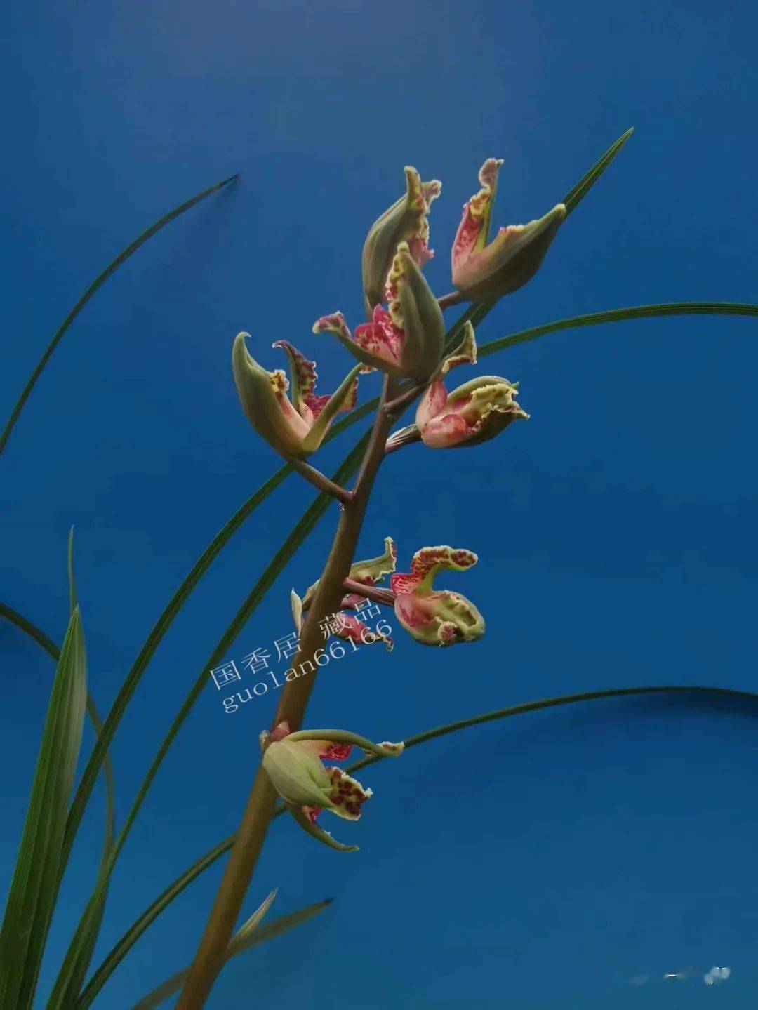 1038:蝶儿蝶儿满天飞_国香荷_蕙兰_花苞