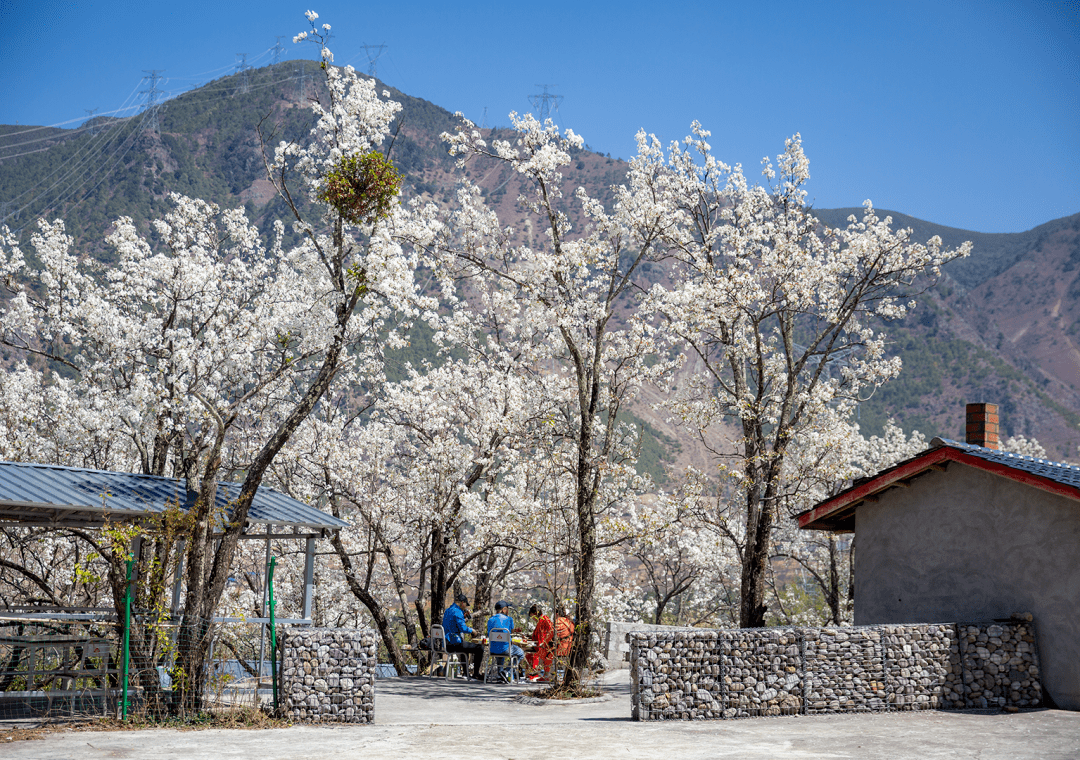 春天的西昌丨安哈镇:千亩梨花次第开 美丽乡村入画来_春风_电影_乔