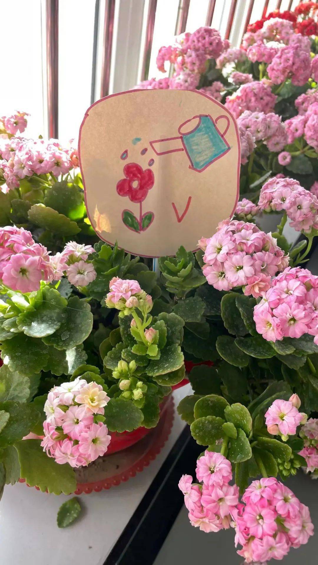 春天里的长寿花——临朐中学全福元幼儿园长寿花探秘之旅_保护_花儿