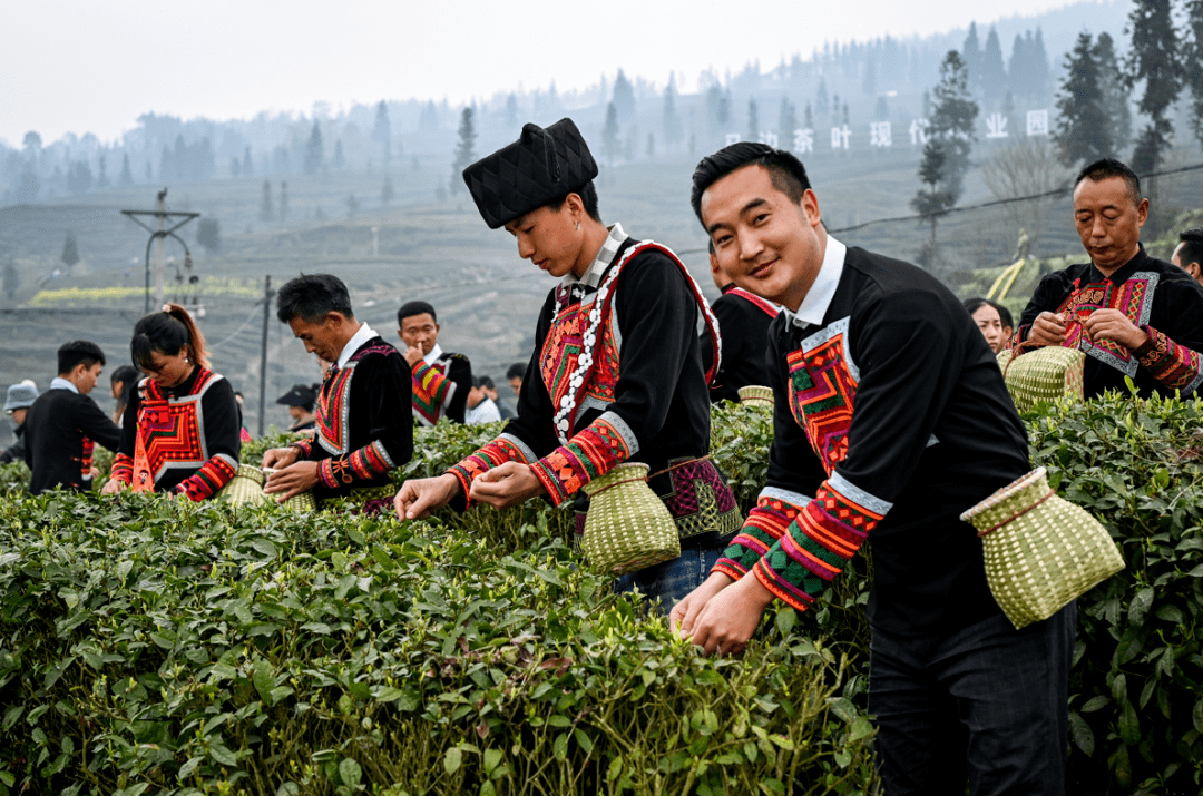 六届小凉山采茶节隆重举行,一缕茶香开启马边醉美春天_茶叶_发展_产业