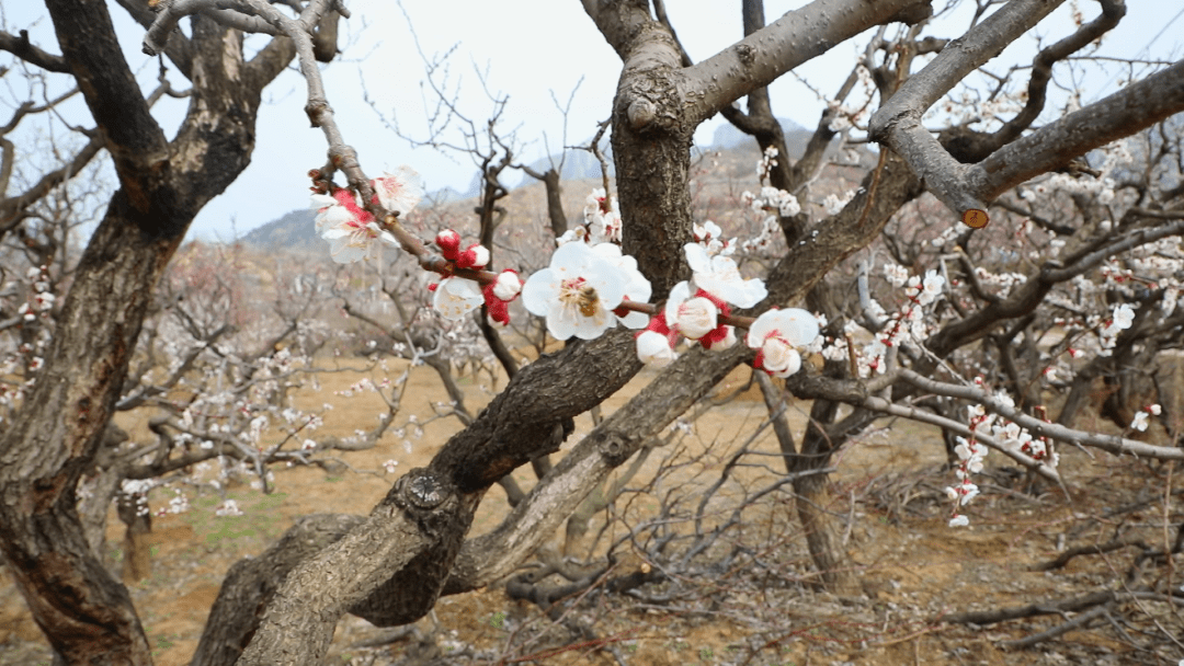 赏花合理时！一路领略花开长清