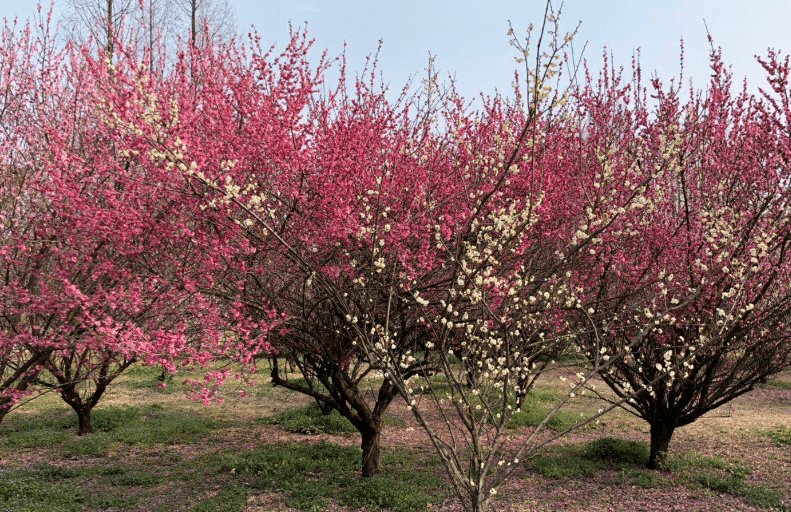 “淮安市区十大赏花地”公布！快来打卡！