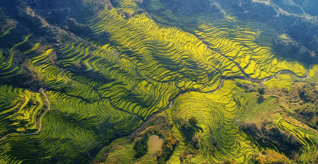 【上饶天下show之婺源县】赏花季:婺源万亩梯田花海正值最佳观赏期