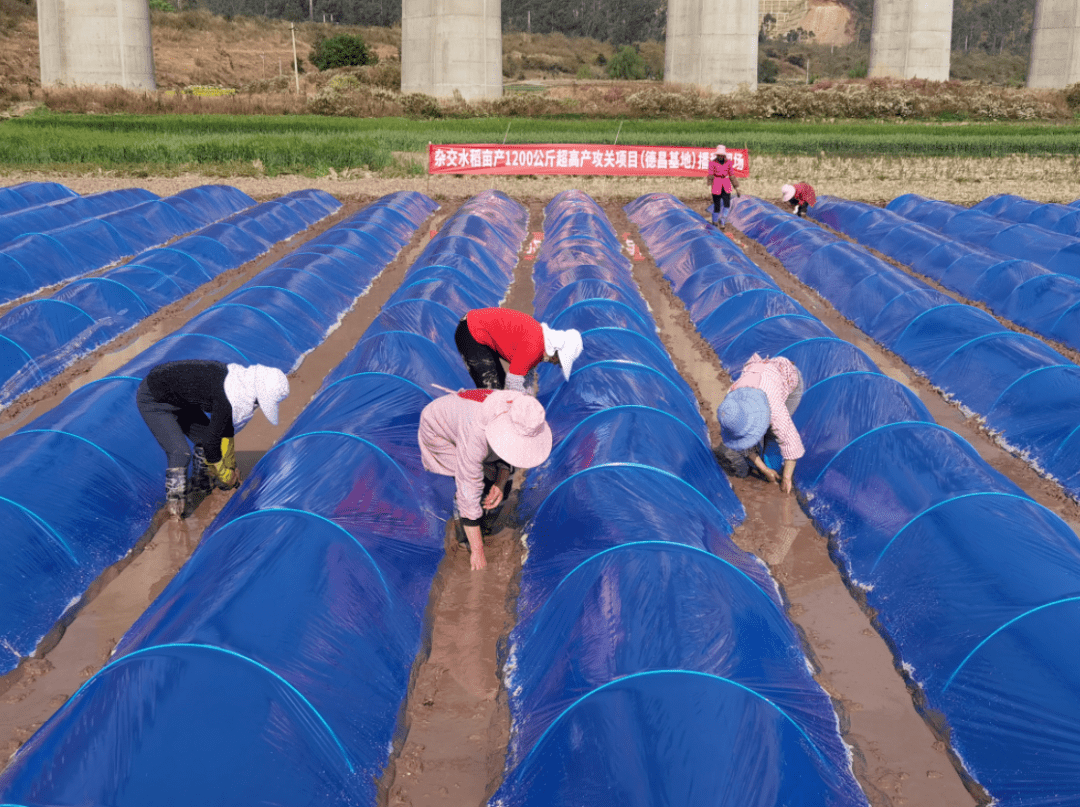 德昌麻慄鎮香稻產業園區雜交水稻超高產攻關試驗基地有序開展水稻育苗