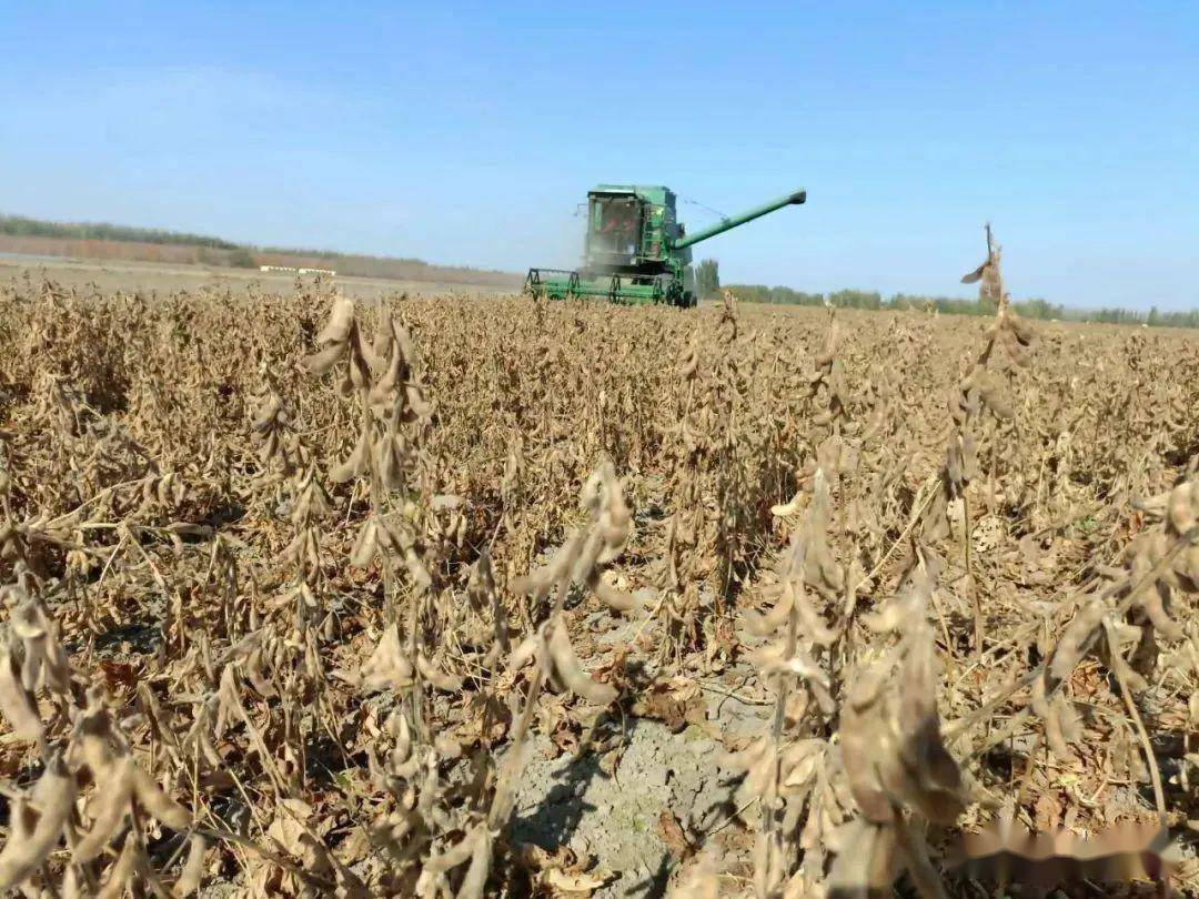 新疆春大豆膜下滴灌超高产栽培模式