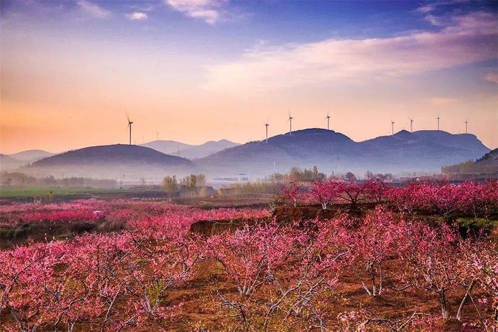2023肥城桃花节刘台景区3月25号开幕!_活动_桃花源_主题