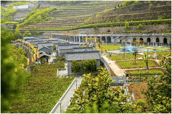 天寶現代農業園休閒體驗區歌風茶葉採摘體驗區到商山別有洞天商洛市19